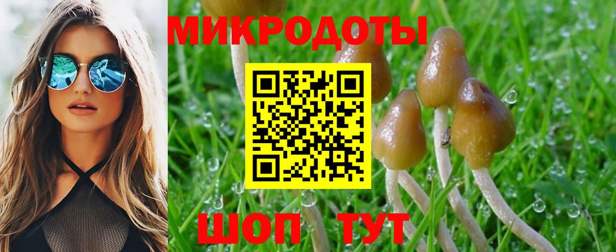 где купить   Псилоцибиновые грибы мицелий  Вход с VPN  Сосновый Бор 